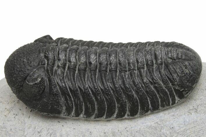 Detailed Morocops Trilobite - Ofaten, Morocco #229737